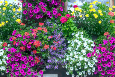 Fleurs de couleurs sur un balcon de maison