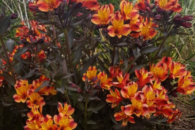 Agrandir l'image 37450 sur 6, fenêtre modale