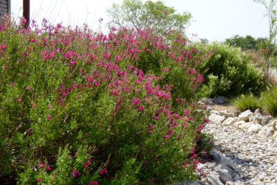 Agrandir l'image 37451 sur 6, fenêtre modale