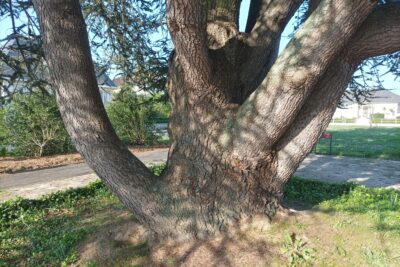 Agrandir l'image 37461 sur 6, fenêtre modale